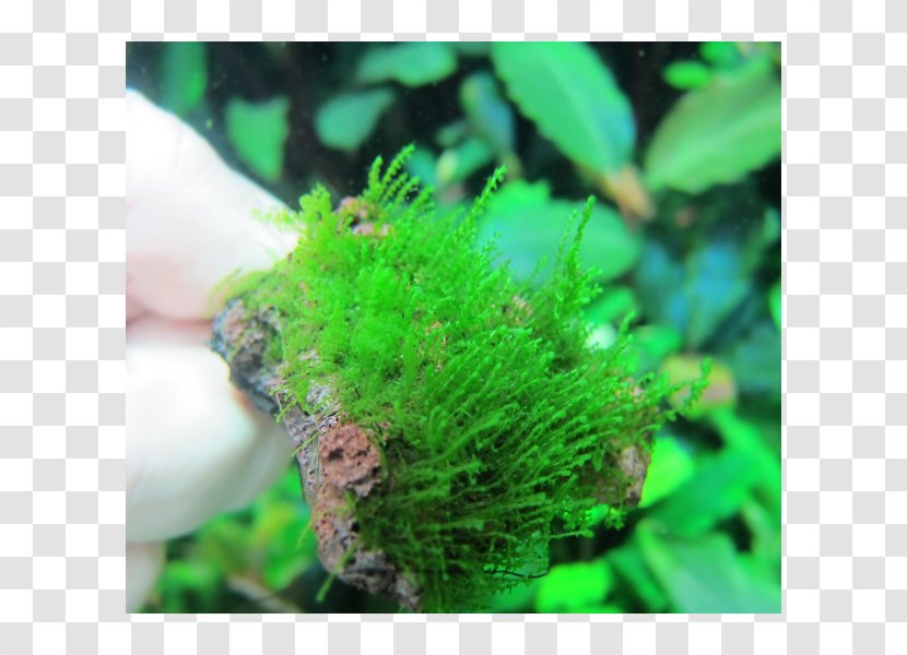 Moss Aquariums Green Algae Aquatic Plants Transparent PNG
