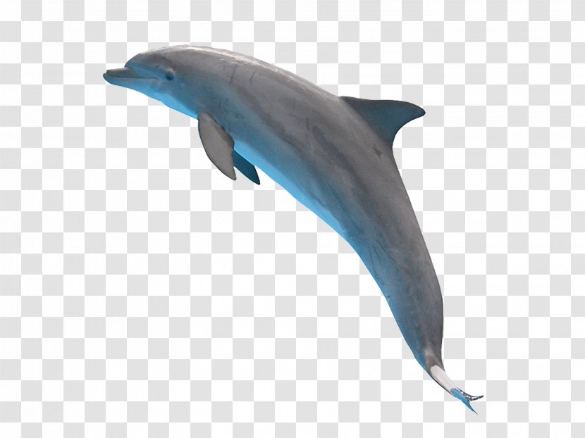 Common Bottlenose Dolphin Short-beaked Tucuxi Rough-toothed Wholphin - Porpoise - A Leaping Transparent PNG