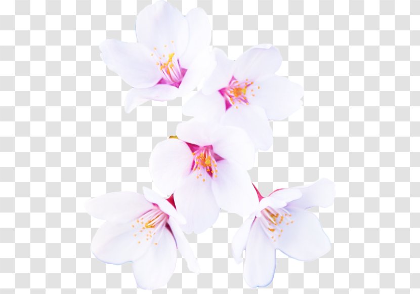 Petal White Flower Pink Plant - Flowering - Orchid Blossom Transparent PNG