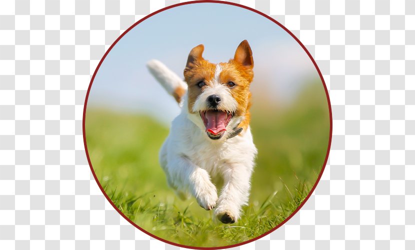 Jack Russell Terrier Parson Irish Puppy - Dog Breed Transparent PNG