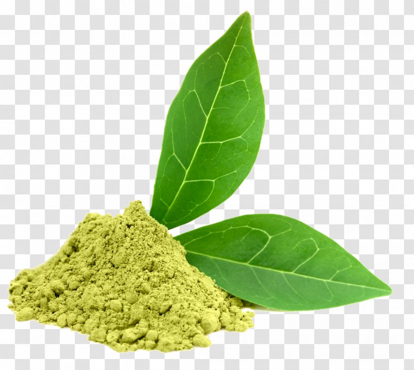 Green Tea Dietary Supplement Oolong Camellia Sinensis - Photos Transparent PNG