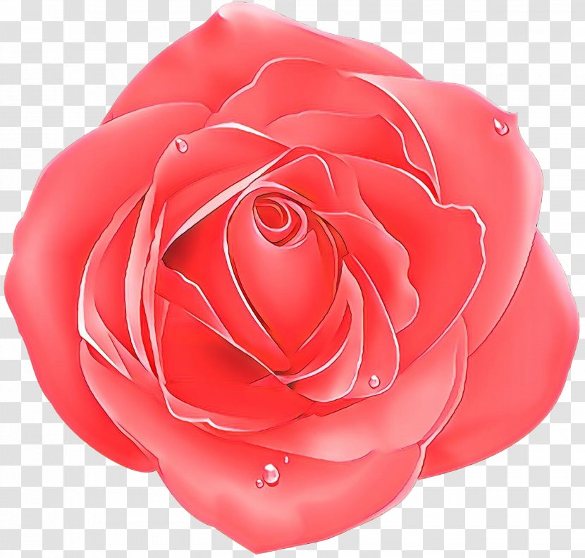 Garden Roses - Floribunda - Plant Rose Family Transparent PNG