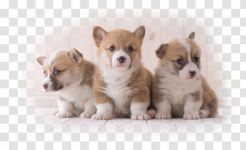 The Pembroke Welsh Corgi Wales Puppy Transparent PNG