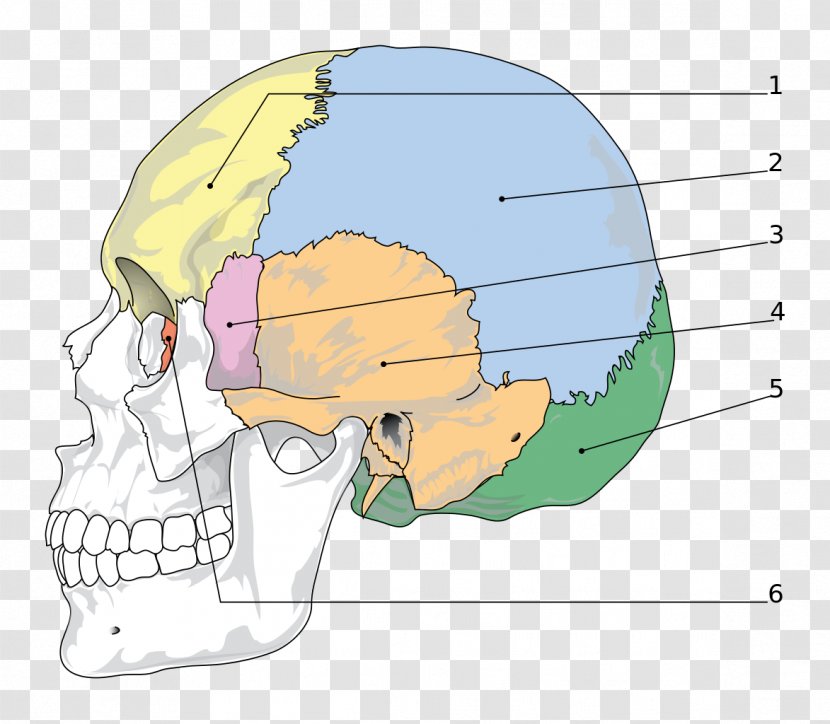 Skull Sphenoid Bone Facial Skeleton Parietal - Frame - Bones Transparent PNG