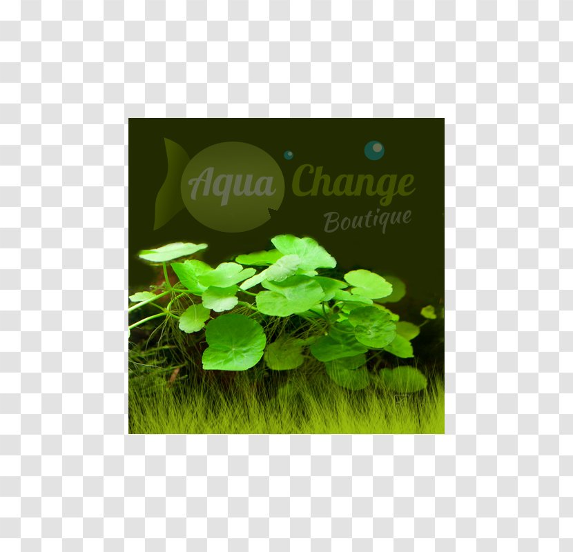 Herb Leaf Annual Plant Text Messaging - Green Transparent PNG