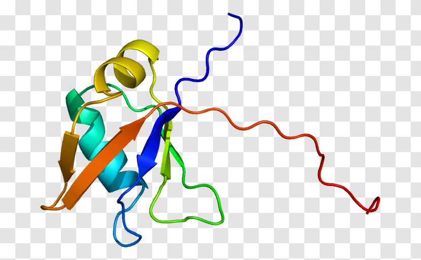 TARDBP Protein Folding RNA-binding Gene - Heart - Frame Transparent PNG