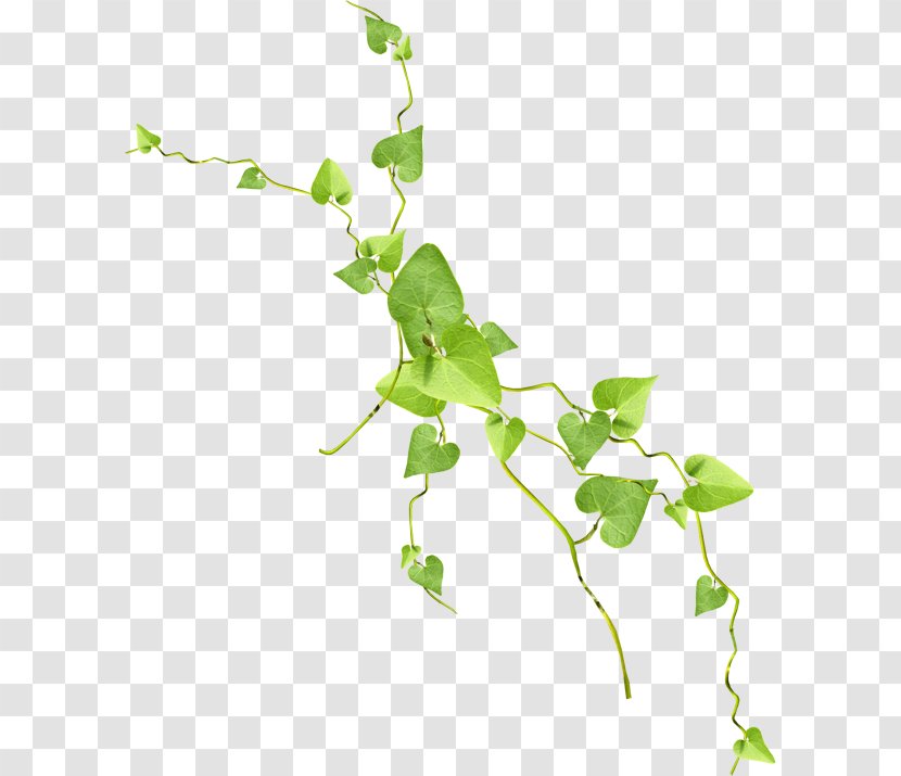 Leaf Rattan Tree Clip Art - Digital Image Transparent PNG