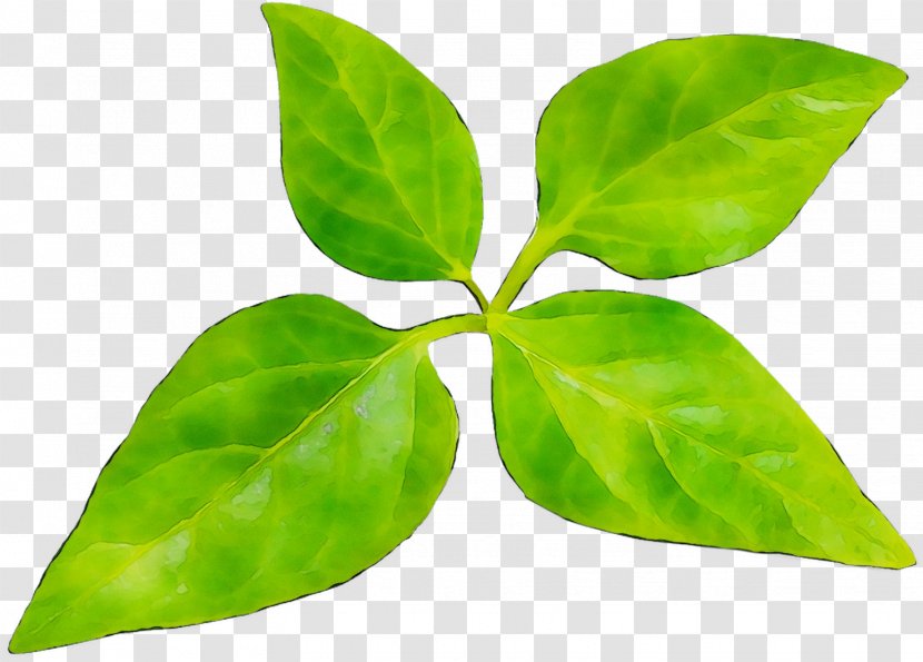 Leaf Plant Stem Plants - Tree Transparent PNG