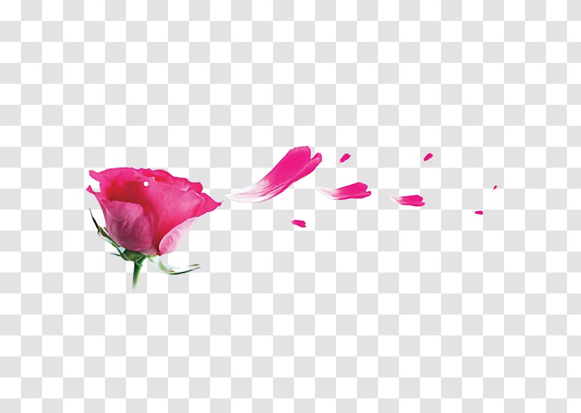 Garden Roses Beach Rose Pink Petal - Magenta Transparent PNG