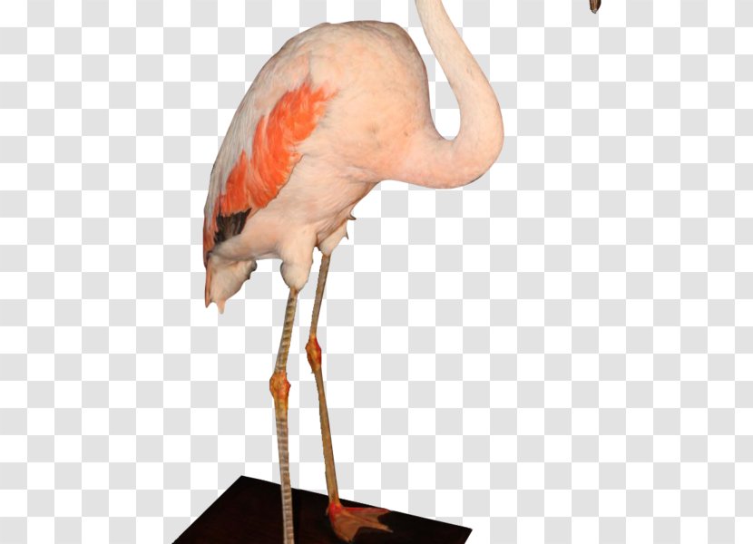 Columnist Socialite Flamingo Divers Photographer Canal+ - The Arusha Transparent PNG