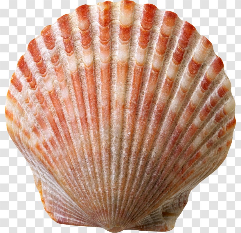 Chicago Seashell House Room - Animal Product - HOLY WEEK Transparent PNG