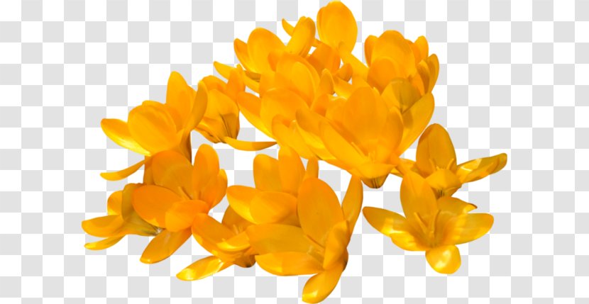 Yellow Crocus Orange Rose Flower - Color Transparent PNG