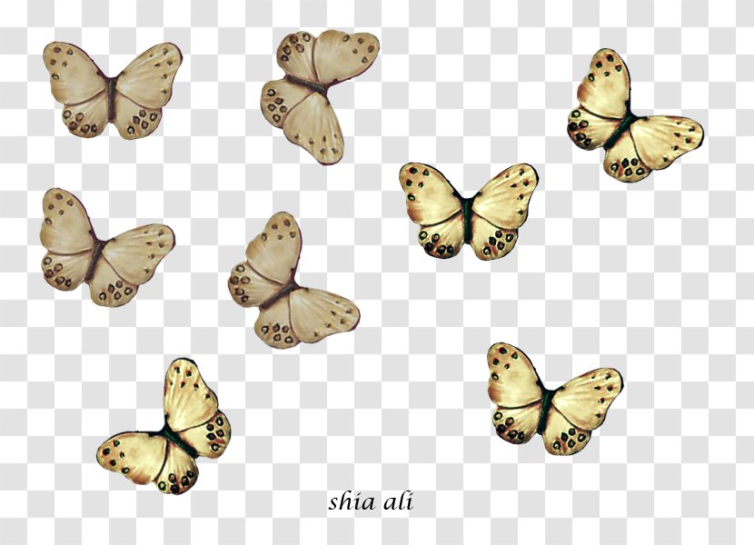 Brush-footed Butterflies Shia Islam Drawing Pieridae Moth - Ali - SNAPSHAT Transparent PNG