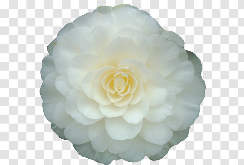 Rolf Büns Japanese Camellia White Double-flowered Plant - Doubleflowered - Lady Of The Camellias Transparent PNG