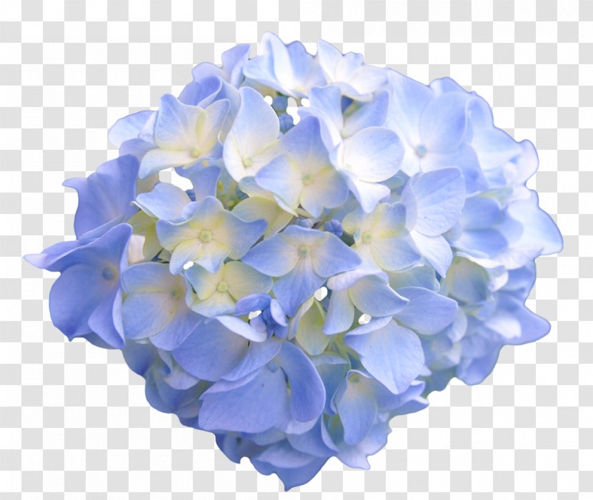 Ipomoea Nil Lilium Columbianum Flower Hydrangea Blue Transparent PNG