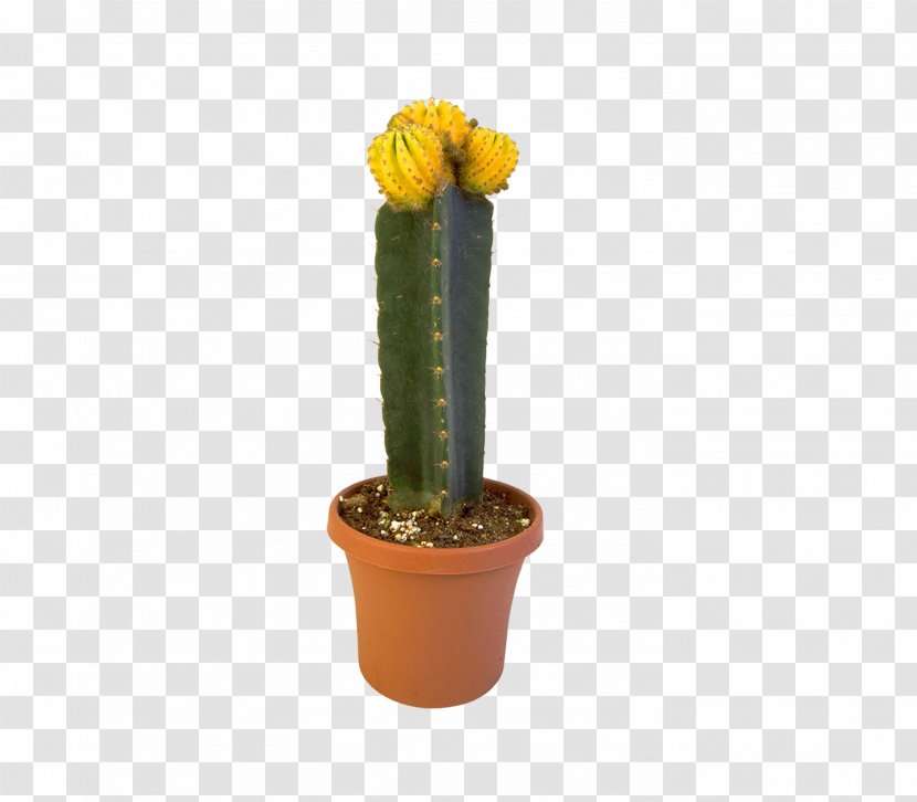 Cactaceae Eastern Prickly Pear Triangle Cactus Succulent Plant Flowerpot Transparent PNG