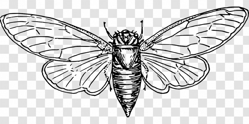 Gears Of War Coloring Book Australian Plague Locust Drawing - Monochrome Photography Transparent PNG