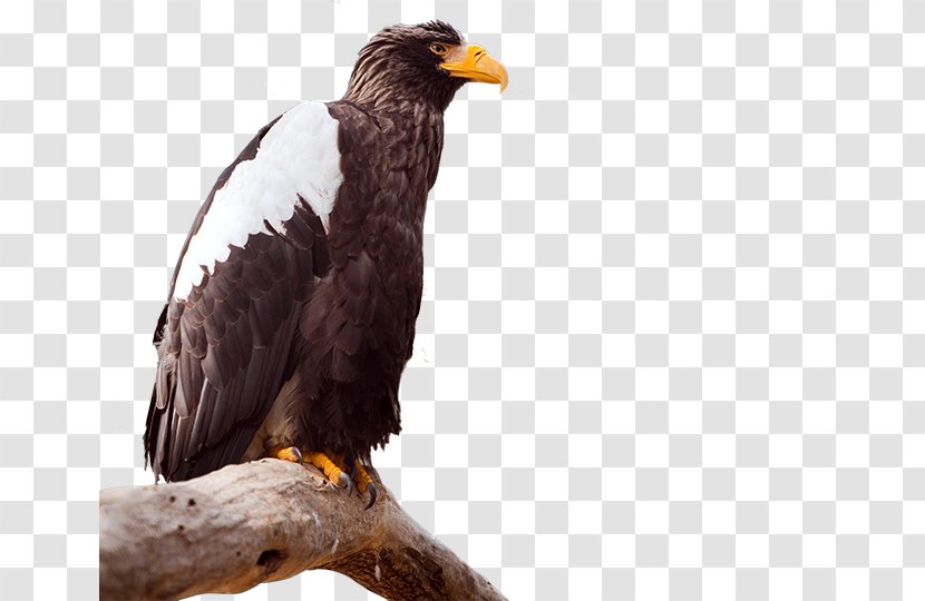 Bald Eagle Bird Steller's Sea White-tailed - Royaltyfree Transparent PNG