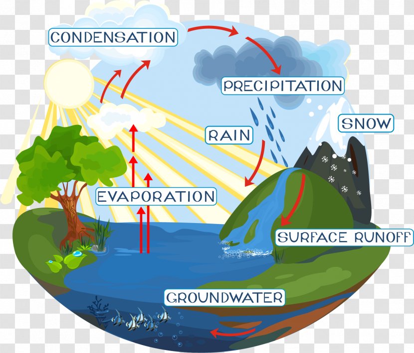 Water Cycle Diagram Royalty-free - Drawing Transparent PNG