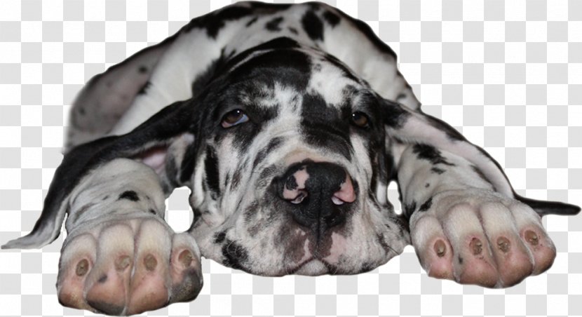 Great Dane Dog Breed Guard Non-sporting Group Snout - Nonsporting - Black Transparent PNG