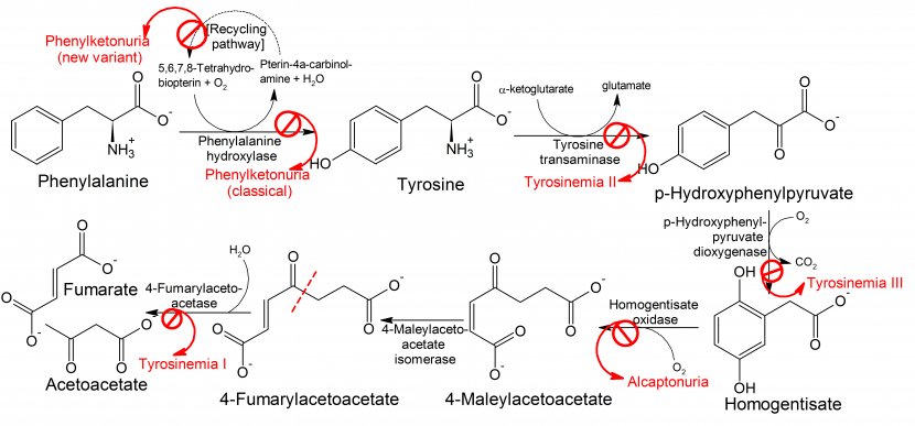 Phenylketonuria [PKU] Phenylalanine Hydroxylase Alkaptonuria Tyrosine - Pathway Transparent PNG