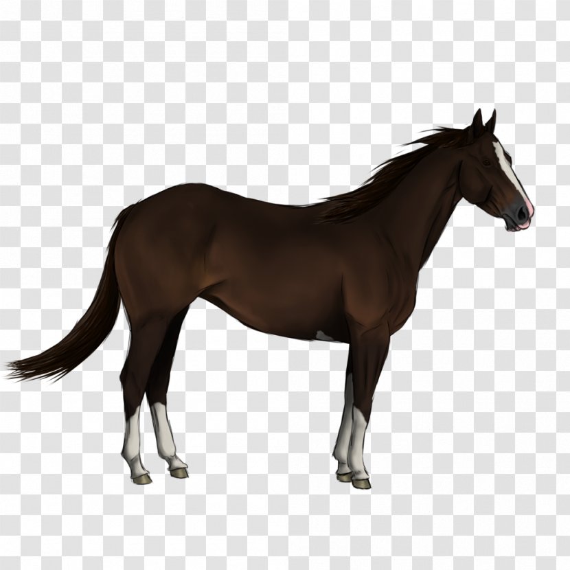 Andalusian Horse Friesian Arabian Shire Entlebucher Mountain Dog - Mare - Quarter Transparent PNG