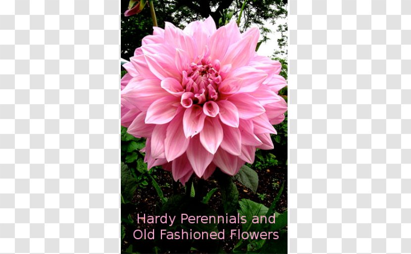 Dahlia Pinnata Flower 'Bishop Of Llandaff' Tuber Perennial Plant - Magenta Transparent PNG