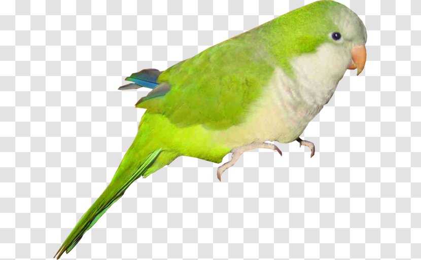 Budgerigar Lovebird Parrot Macaw - Parrotlet - Bird Transparent PNG