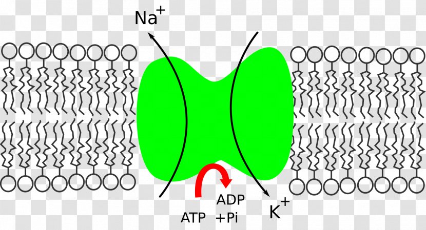 Na+/K+-ATPase Potassium Sodium Enzyme - Text - Active Transport Transparent PNG