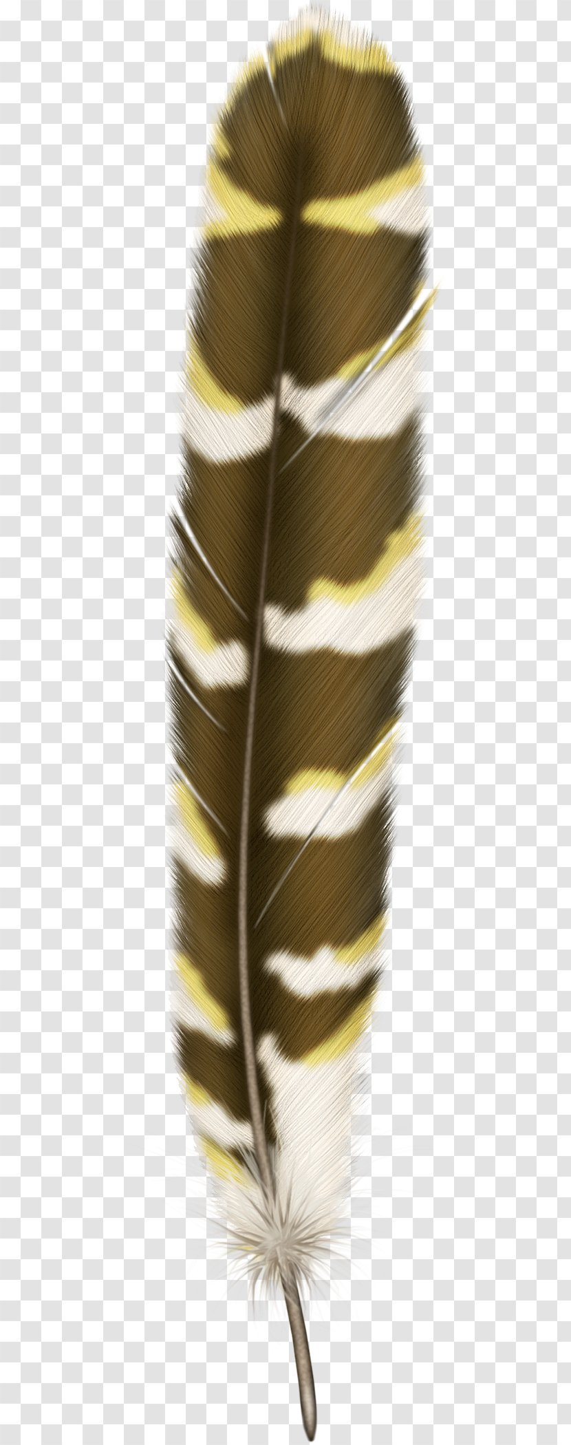 Bird Feather Hair - Close Up - Feathers Transparent PNG