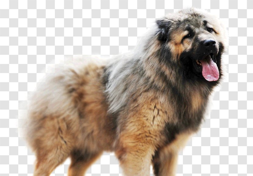 Estrela Mountain Dog Caucasian Shepherd Sarplaninac Breed Leonberger - Like Mammal - Shep Transparent PNG