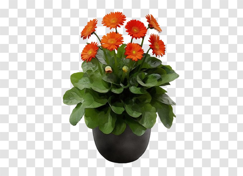 Watercolor Floral Background - Cut Flowers - Geranium Perennial Plant Transparent PNG