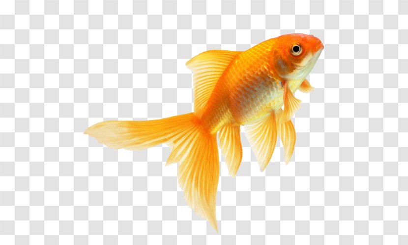 Goldfish Fin Download - Transparency And Translucency - Fish Transparent PNG