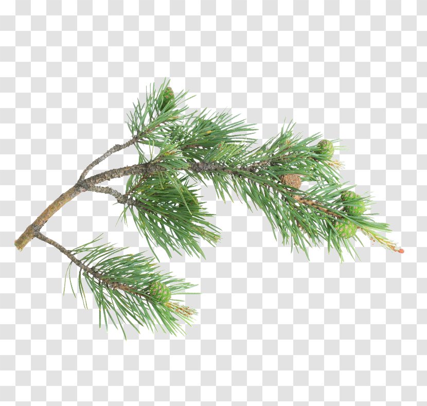 Fir Spruce Pine Christmas Ornament Day - Branch Transparent PNG