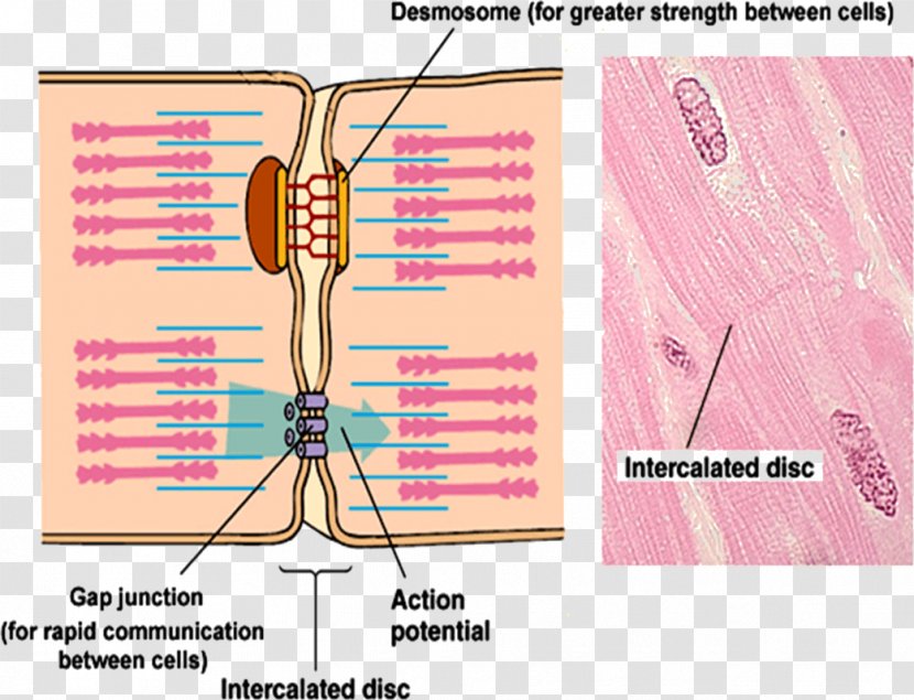 Intercalated Disc Gap Junction Cell Neuromuscular Anatomy - Heart - Length Contraction Transparent PNG