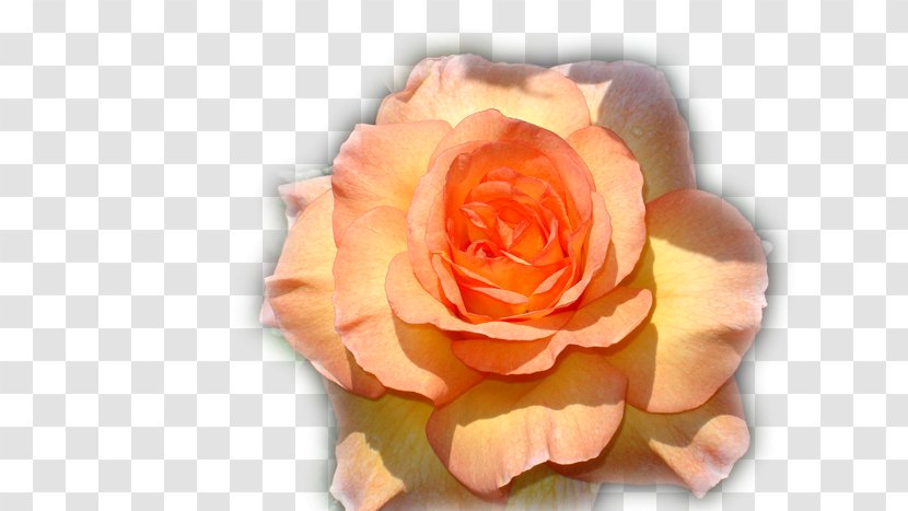 Garden Roses Parc De Cervantes Flower - Rose Transparent PNG