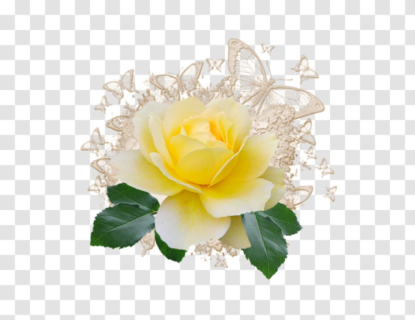 Garden Roses Ansichtkaart - Yellow - Rose Transparent PNG