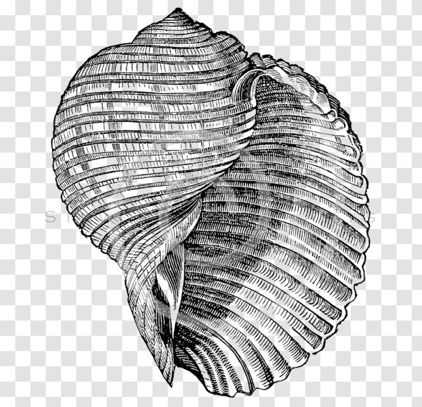 Seashell Poster Image Art Illustration - Conch Transparent PNG
