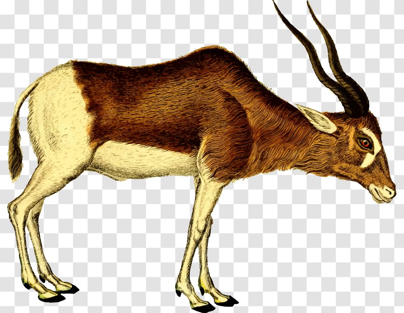 Antelope Pronghorn Deer Clip Art - Mammal - Clipped Transparent PNG