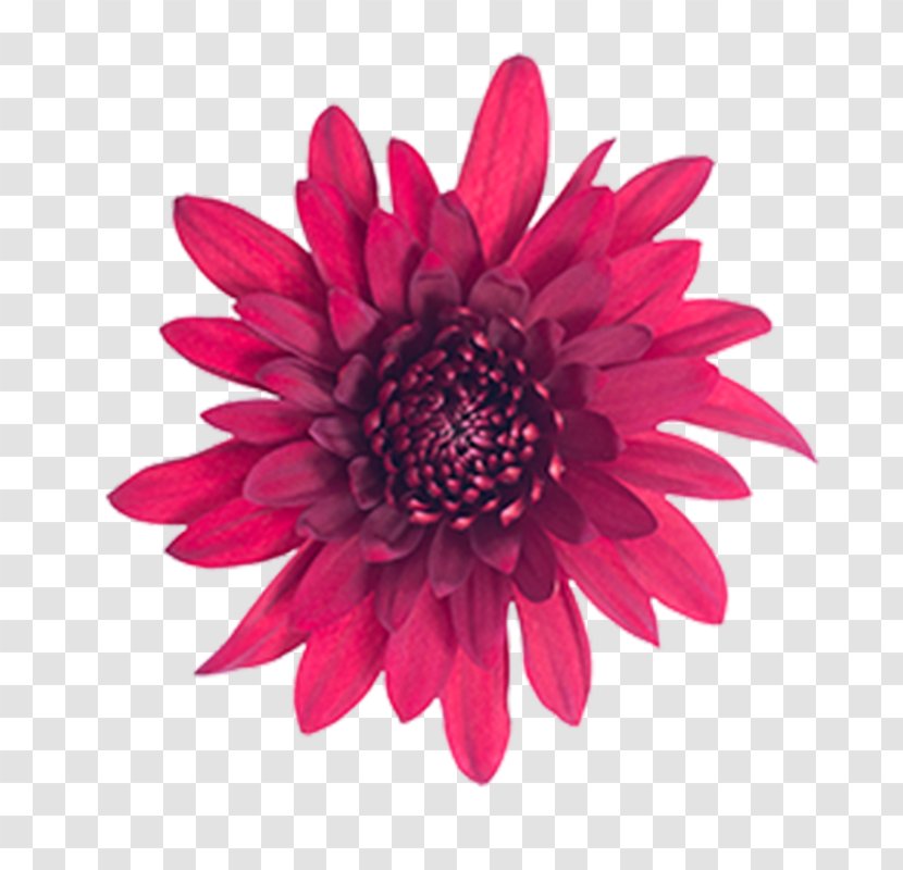 Transvaal Daisy Stock Photography Royalty-free - Chrysanthemum - Forest Gump Transparent PNG
