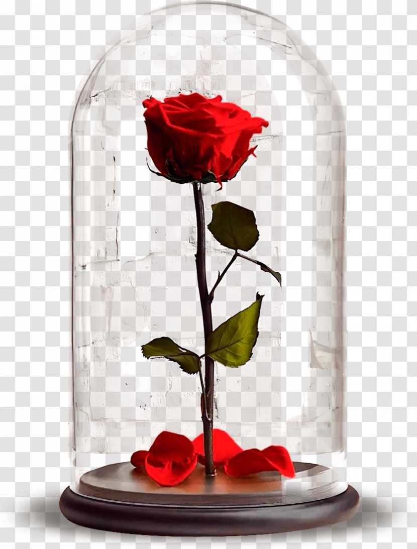 Garden Roses Laboratory Flasks Hydroponics Бутон Flower Transparent PNG