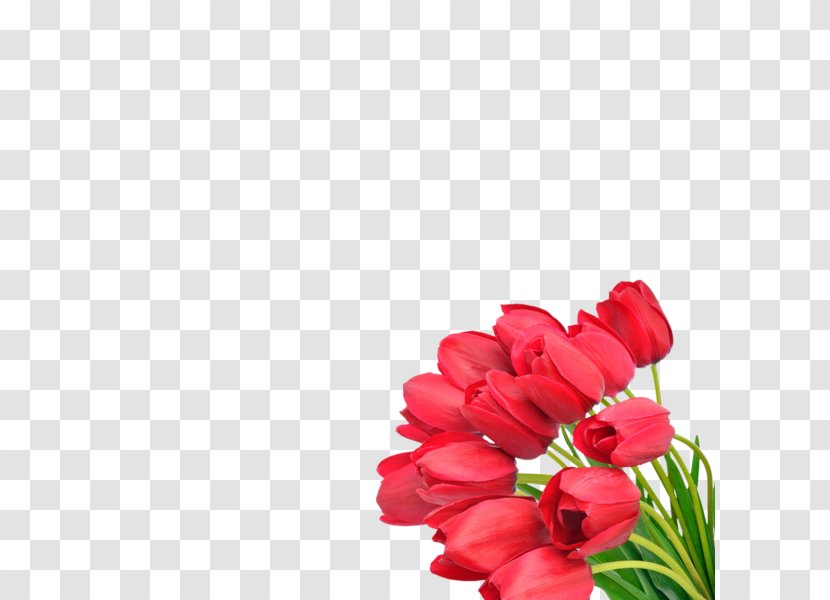 Flower Bouquet Tulip Cut Flowers Transparent PNG