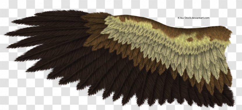 Bald Eagle Drawing Bird Golden - Shutterstock - Wing Transparent PNG
