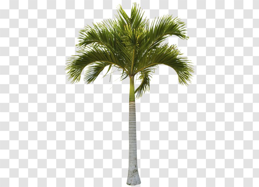 Arecaceae Coconut Tree Trunk Date Palm Transparent PNG