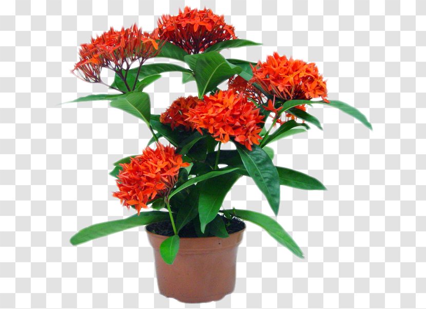 Ixora Coccinea Flowerpot Plant Garden Cut Flowers - Subtropical Transparent PNG
