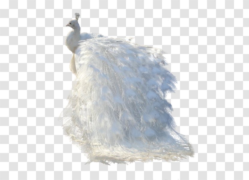 Pavo Bird Cygnini Feather Centerblog Transparent PNG