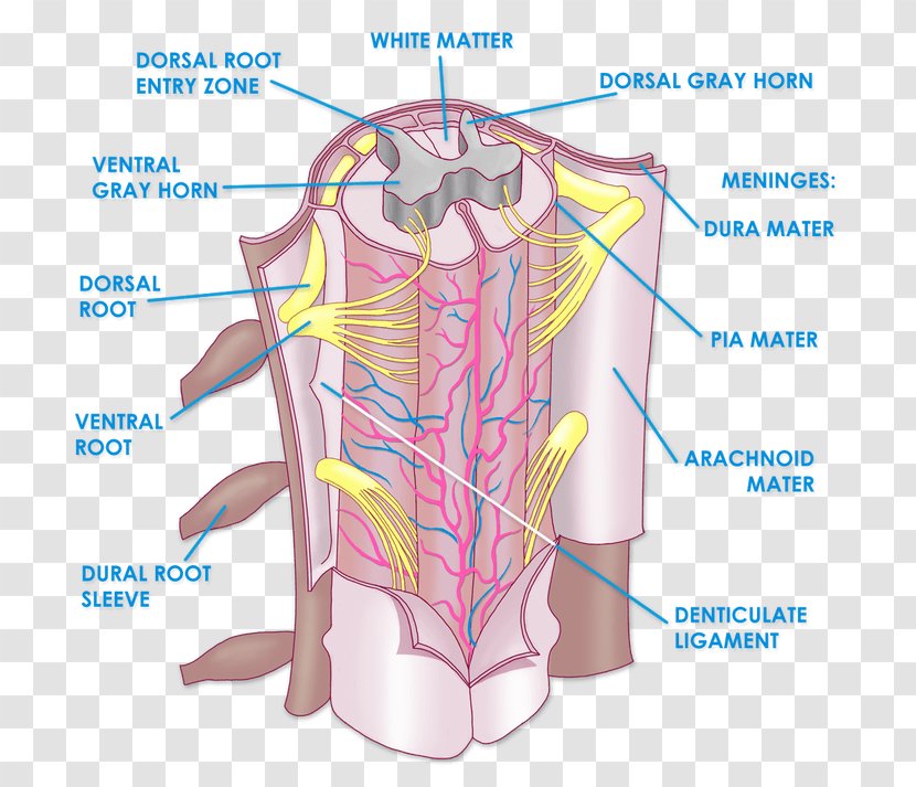 The Spinal Cord Anatomy Vertebral Column Physiology - Cartoon - Arm Transparent PNG
