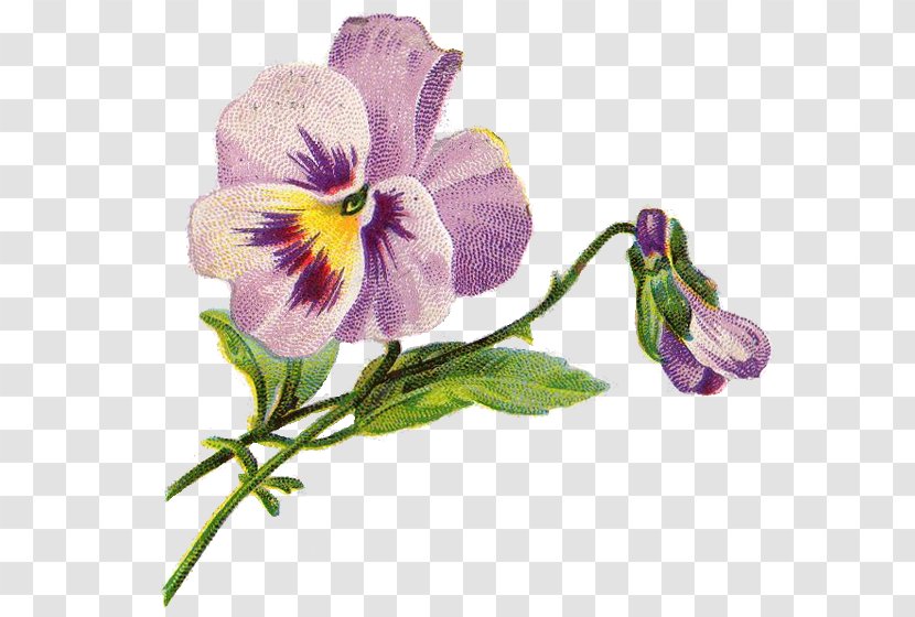 Pansy Flower Clip Art - Violet Family - Illustration Transparent PNG
