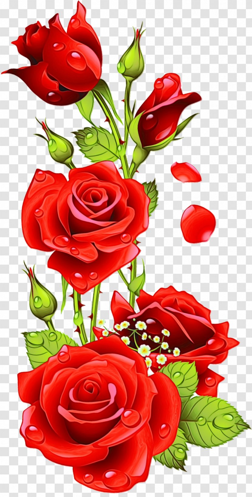 Garden Roses - Red - Plant Petal Transparent PNG