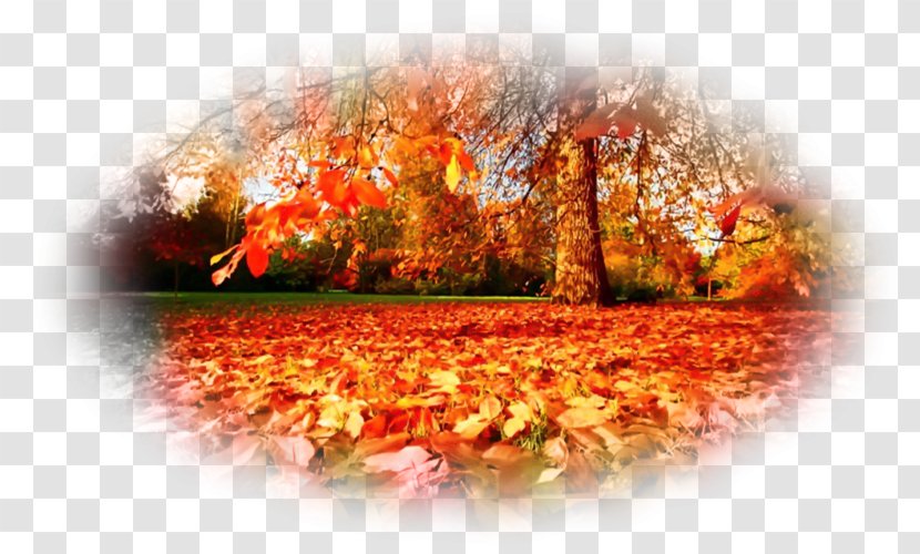 Autumn Desktop Wallpaper On This Day - Maple Leaf - September 15th. Landscape LeafAutumn Transparent PNG